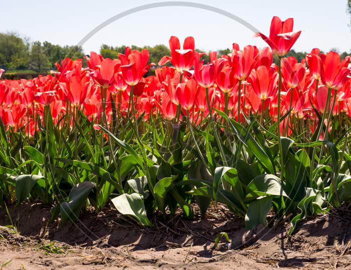 Netherlands,Lisse, A Red Flower In A Field
