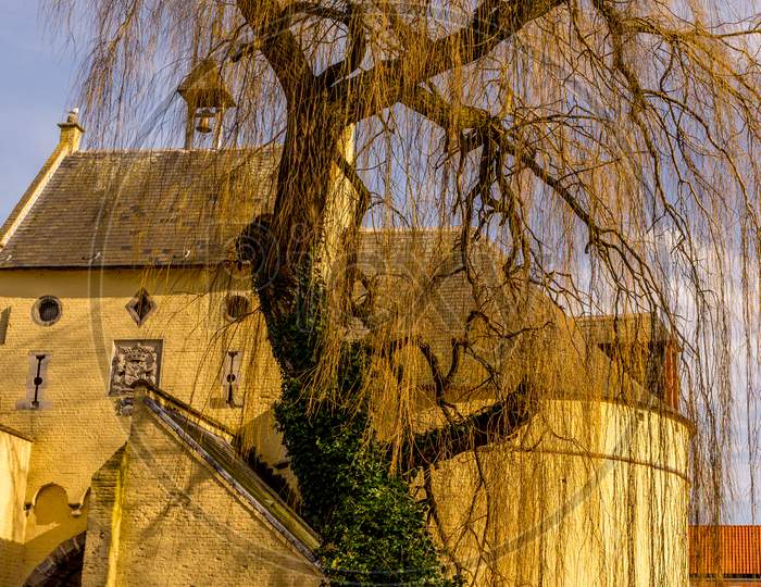 Belgium, Bruges,  Creeper Tree Alongside Smendpoort