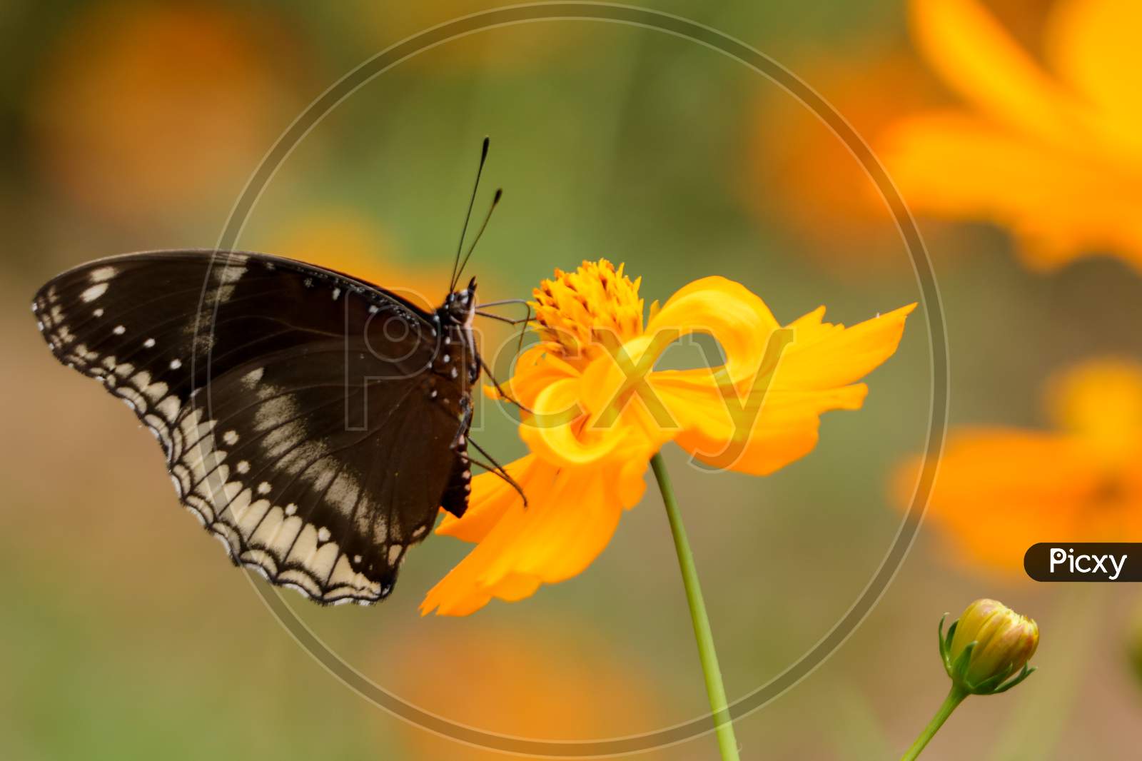 Image of butterfly on flower ,nature photography-KU088203-Picxy