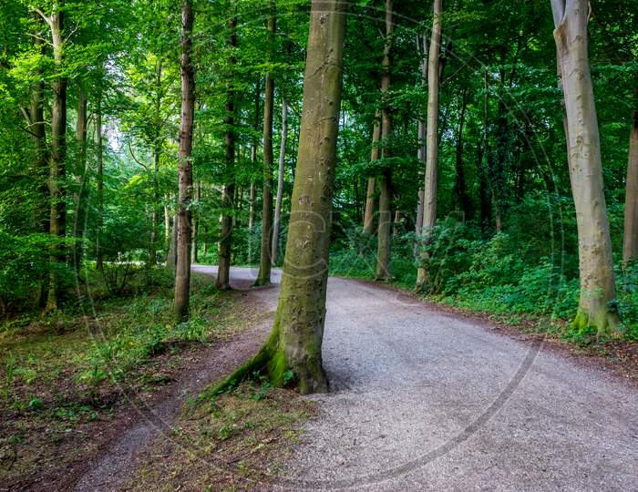 Muddy Road Leading Into The Haagse Bos, Forest In The Hague