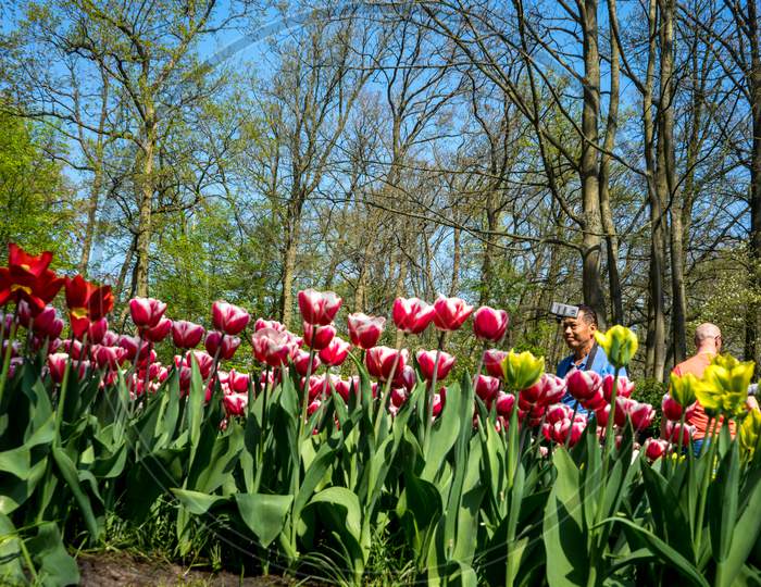 Lisse, Netherlands - 22 April: Red White Tulips At  Keukenhoff, Tulip Gardens