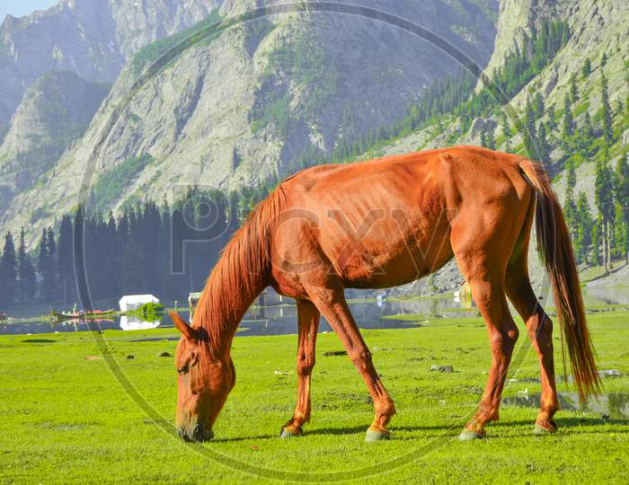 Brown Horse Eating Grass on meadow at kalam swat.