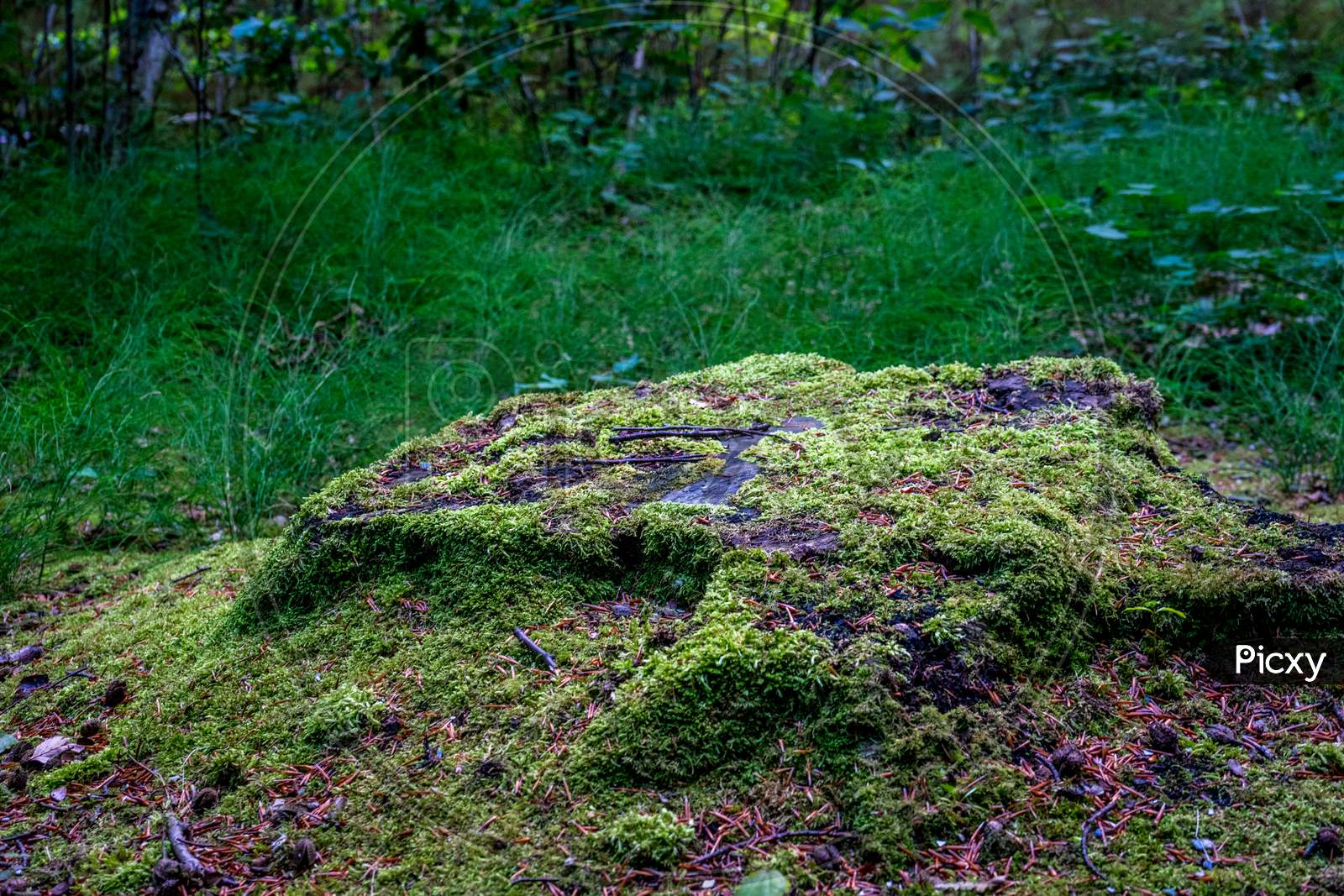 Green Moss On The Ground At Haagse Bos, Forest In The Hague