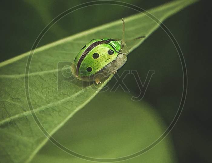 Insect, Green bug,beetle