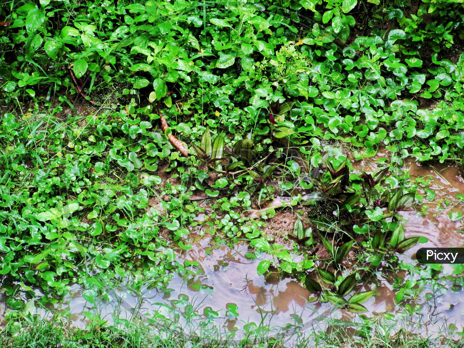 Rainwater in the garden , monsoon season