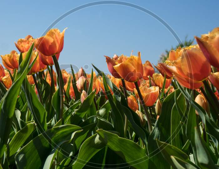 Netherlands,Lisse, Orange Tulip Against A Blue Sky