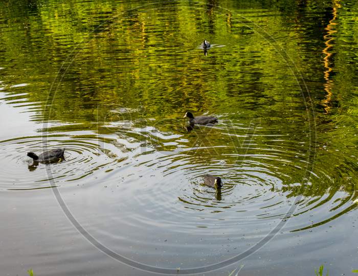 Ducks In A Pond At Haagse Bos, Forest In The Hague