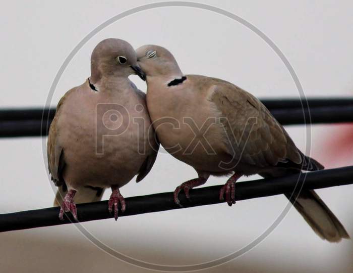 Pigeon have kiss 😘