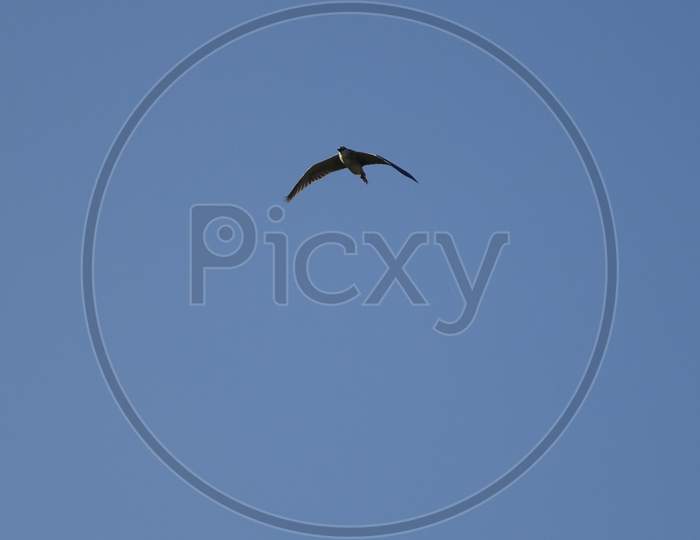 Eagle flying over the sky while returning to their home in evening