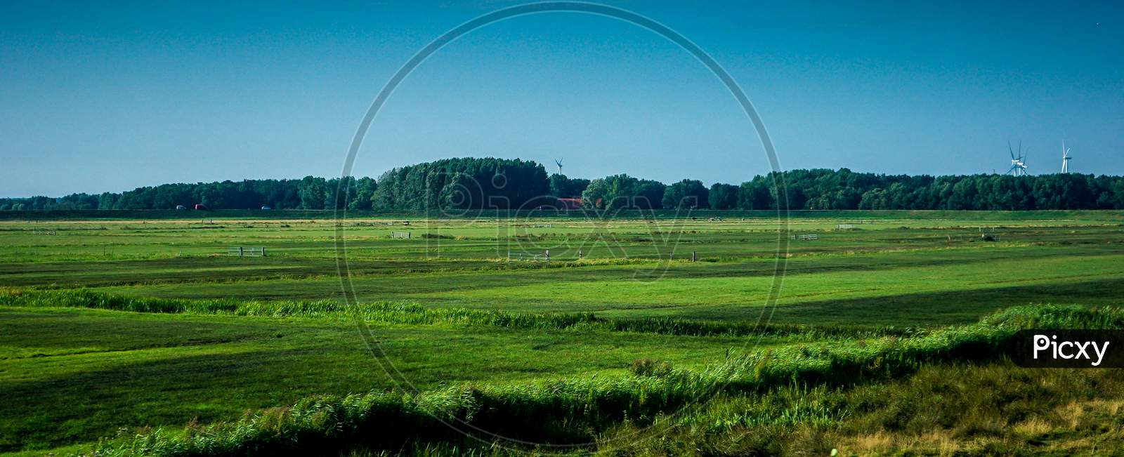 Netherlands, South Holland, A Herd Of Sheep Walking Across A Lush Green Field