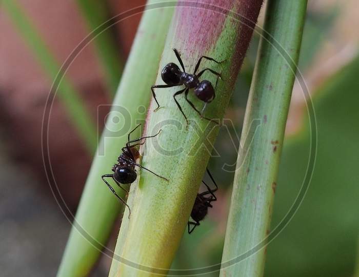 Ant feeding on banana flower juice