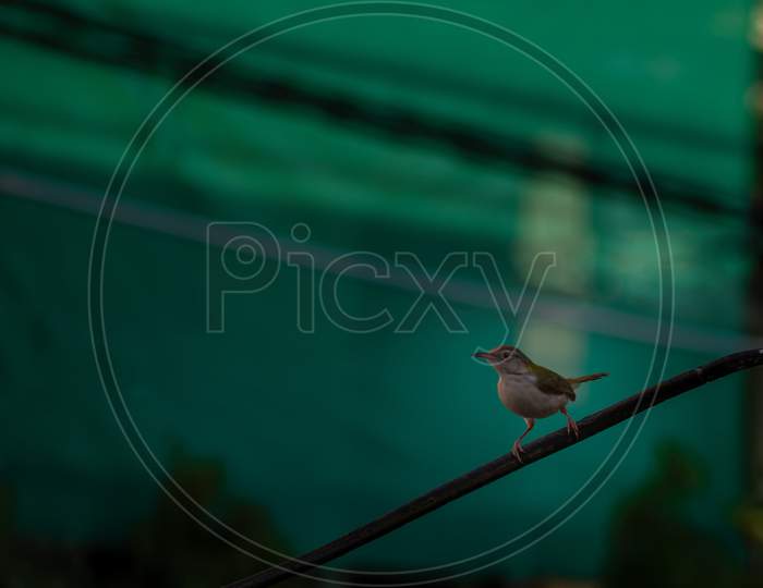 Small bird sitting on rope.