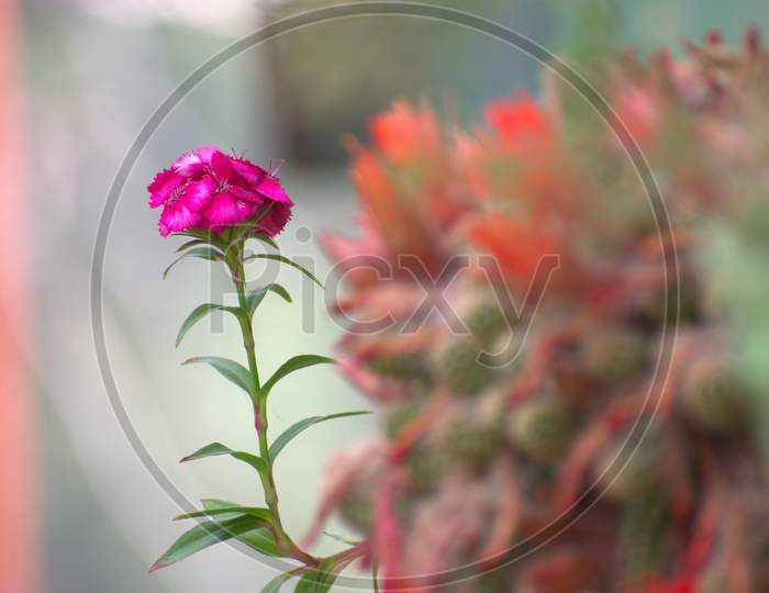 Beautiful pink flower with blury background