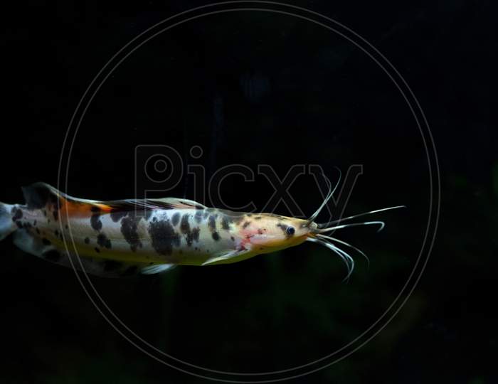 spotted cat fish