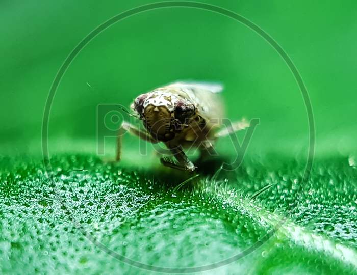 A Black Insect Sitting On A Green Leaf And Reflecting Sunlight.