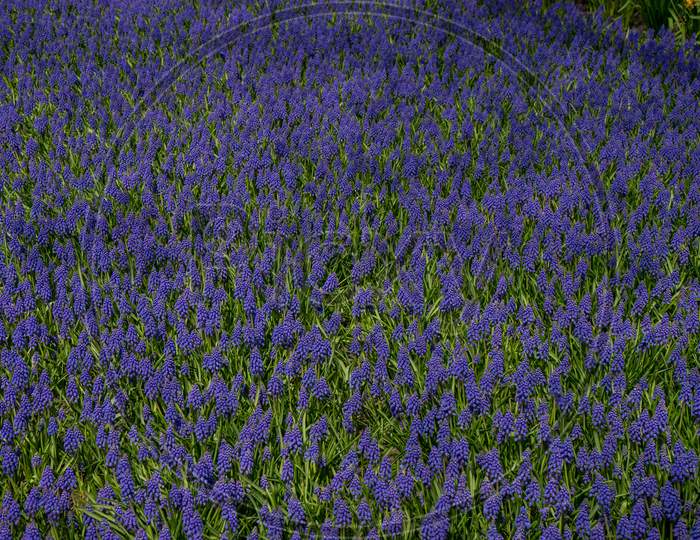 Netherlands,Lisse, Full Frame Shot Of Flowering Plants On Field