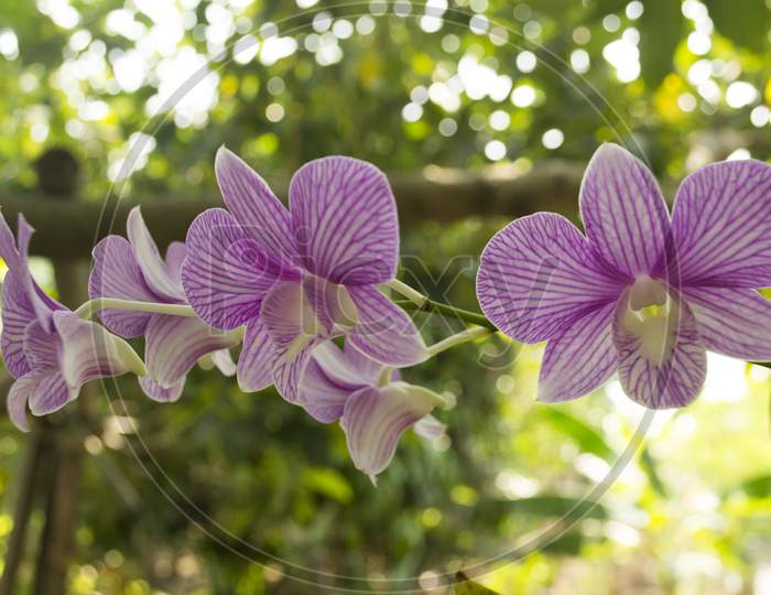 The Beautiful Stem Of Vibrant Purple Colored Orchid Flowers