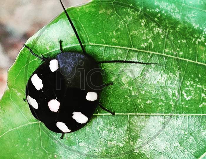 Insect sitting on leaf