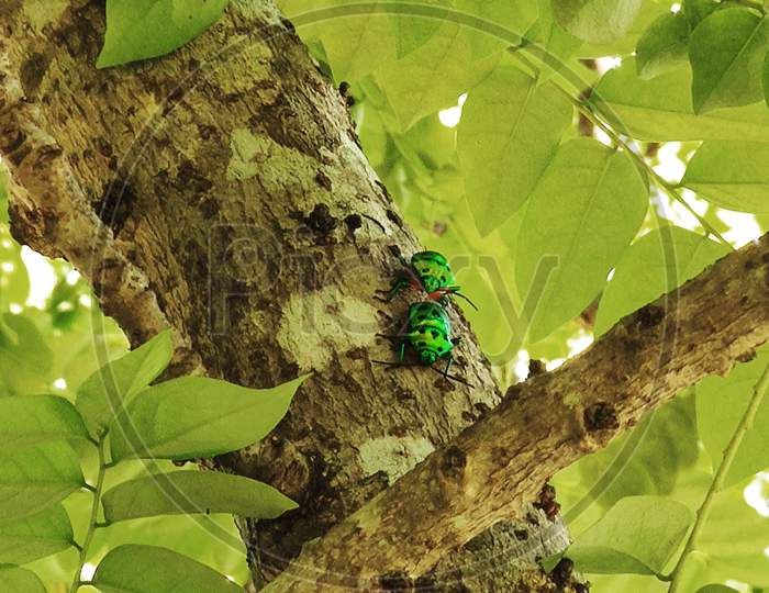 Two Insects romancing in tree