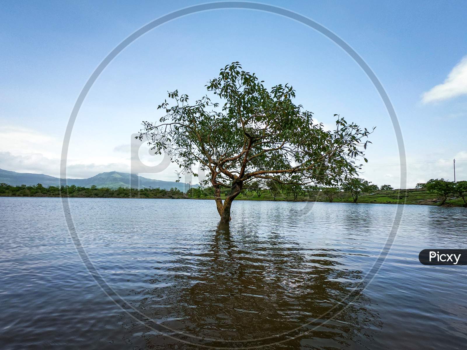 A tree submerged in water