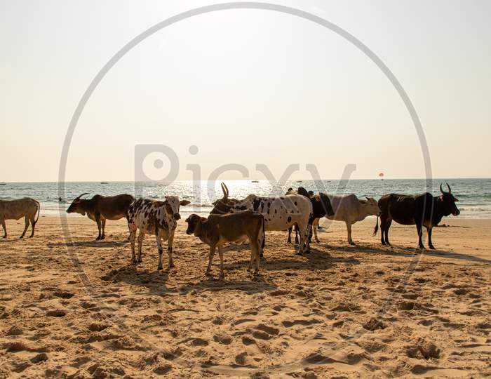 Cows on the Beach of Goa,india.