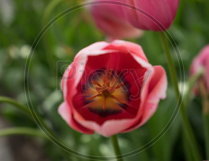 Red Tulip Flowers In A Garden In Lisse, Netherlands, Europe