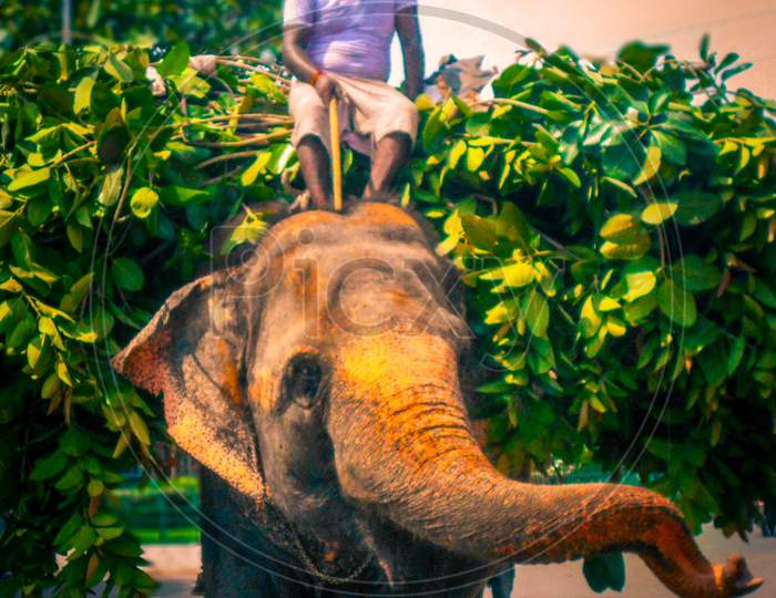 Street elephant photography
