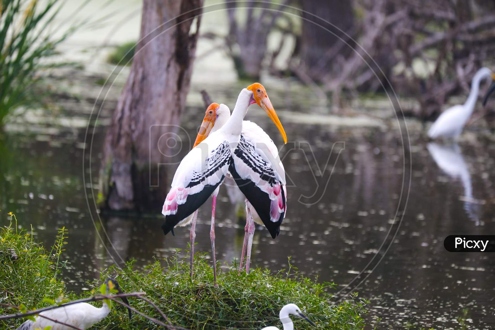 Yellow-billed stork birds near lake water
