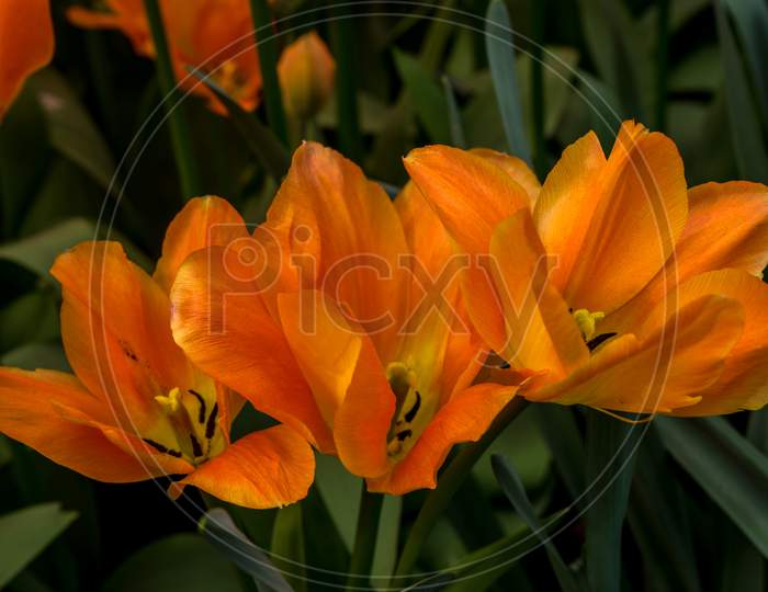 Netherlands,Lisse, Close-Up Of Orange Lily Of Flowering Plant