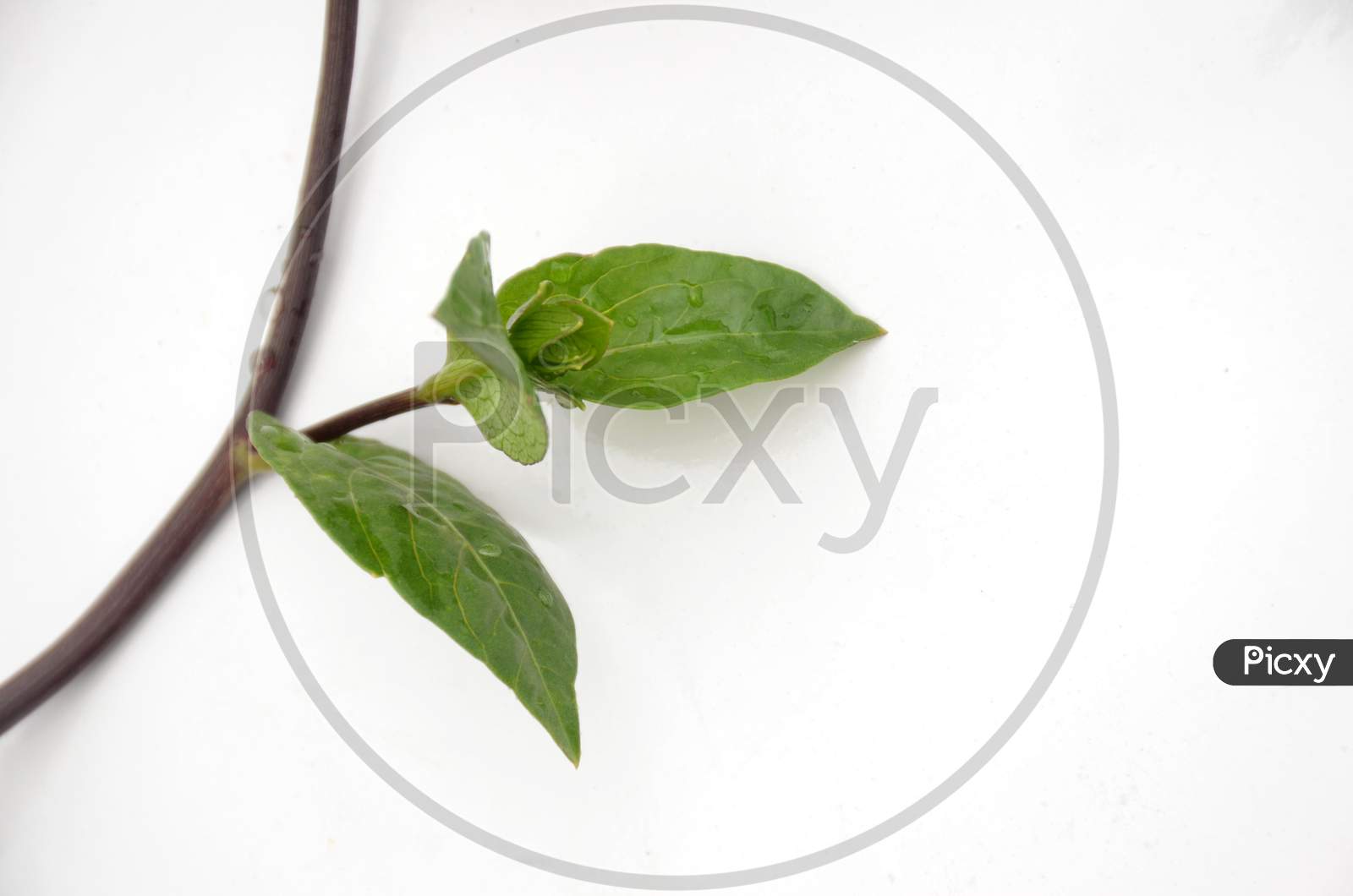 The Beautiful Leaf And Branch Isolated On White Background.
