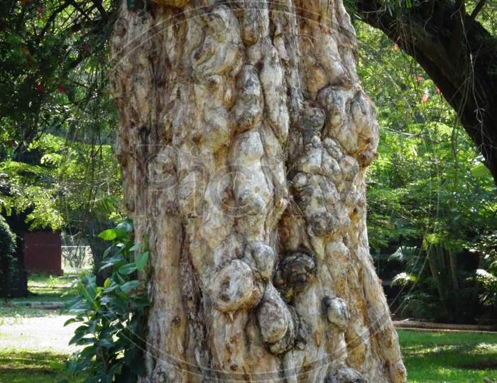 Ancient tree with very old trunk