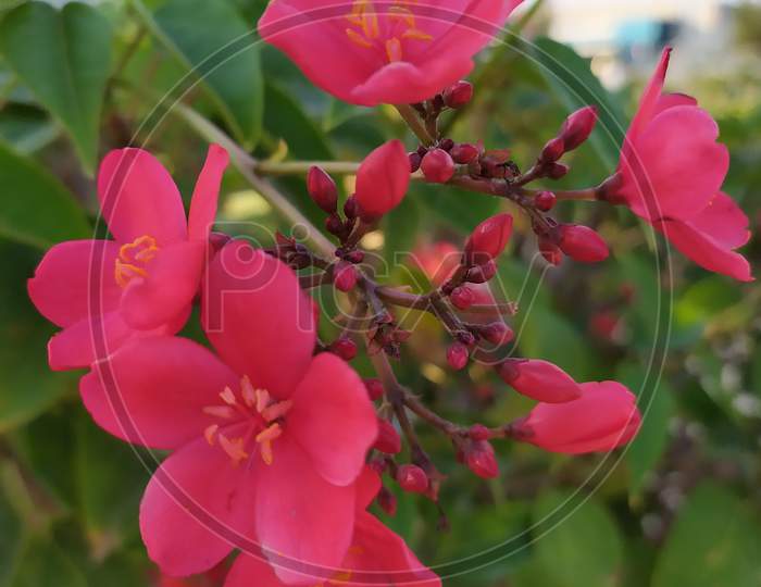 Pink flowers
