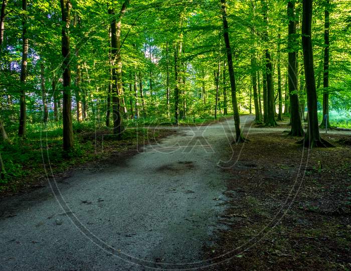 Walking Path In Haagse Bos, Forest In The Hague
