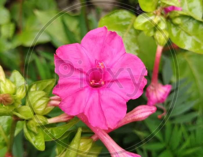 Four O' Clock flower, Pink, Mirabilis