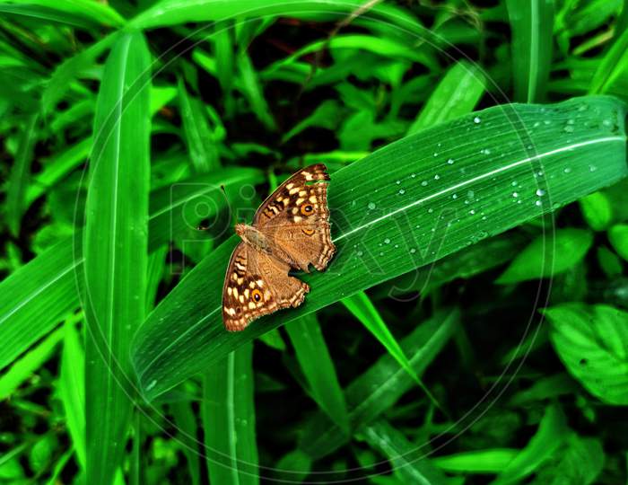 beautiful  butterfly siting in grass