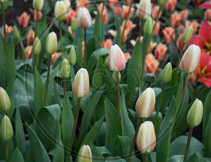 Tulip Buds With Green Leaves In A Garden In Lisse, Netherlands, Europe