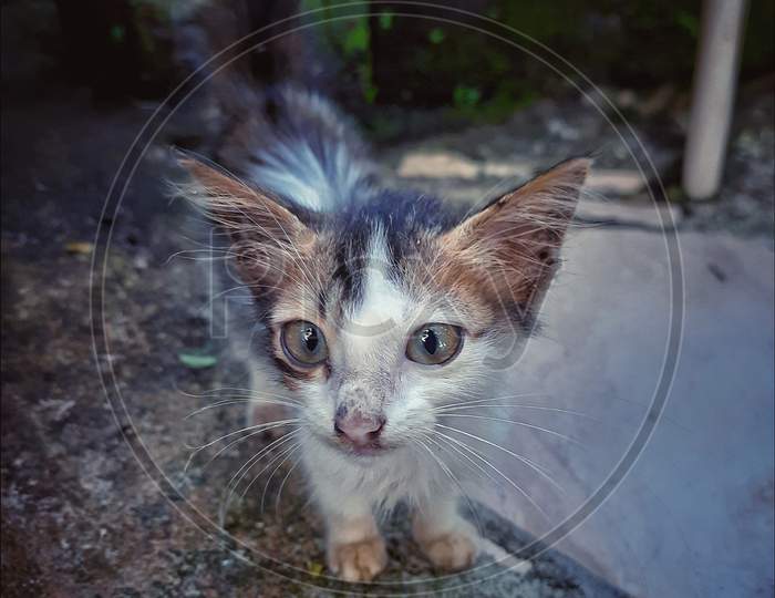 a kitten in garden