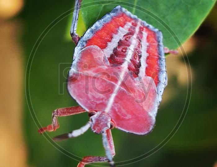 Insect jumping from leaf edge