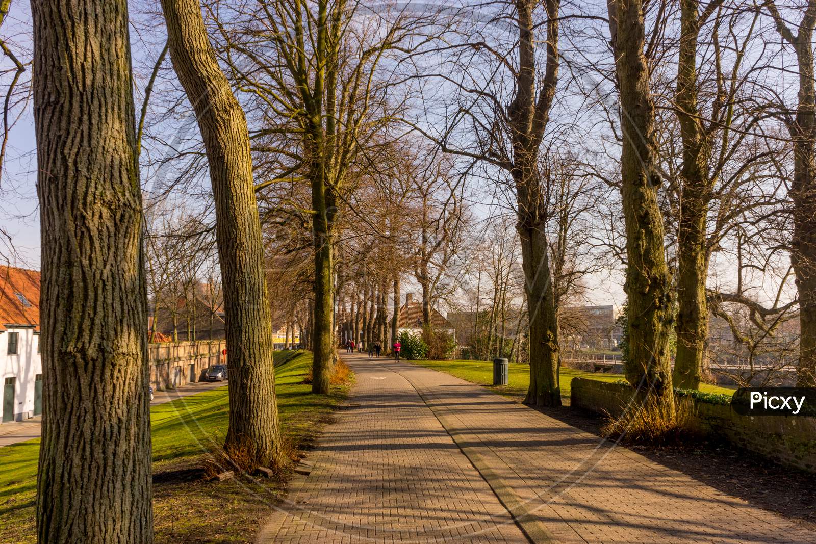 Belgium, Bruges, Walking Path Between Trees