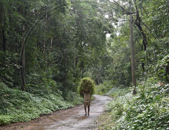 A farmer carrying bunch of grass on his head to feed his cows