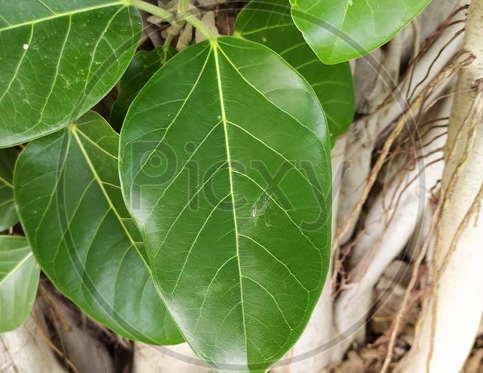 Background and Close up of the Banyan tree green leaf/leaves , common fig leaf,leaves isolated scientific name "ficus altissima" natural green leaf.