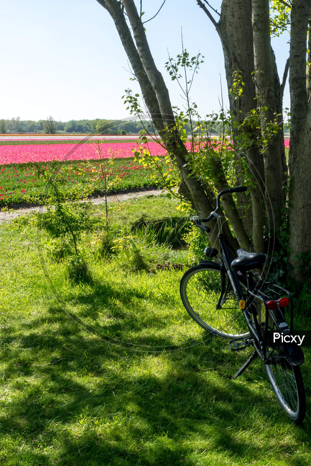 Lisse, Netherlands - 5 May 2018:  Cycles Parked Alongside A Tulip Field