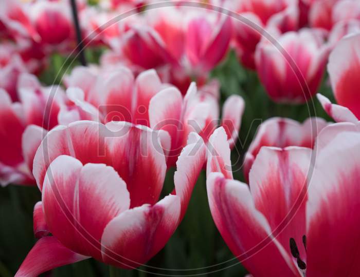 Red And White Color Tulip Flowers In A Garden In Lisse, Netherlands, Europe