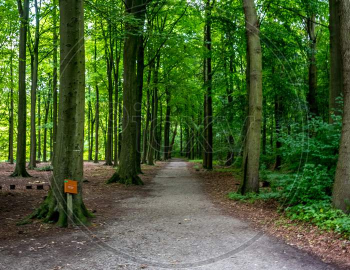 Muddy Road Leading Into A Forest At Haagse Bos, Forest In The Hague