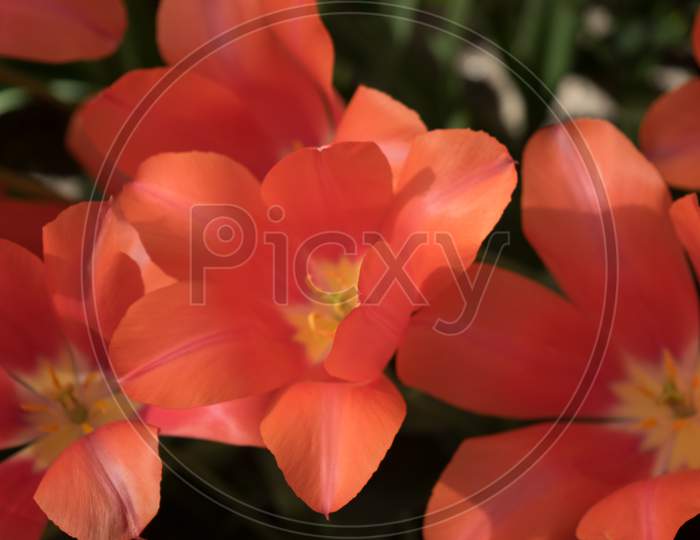Red Tulip Flowers In A Garden In Lisse, Netherlands, Europe