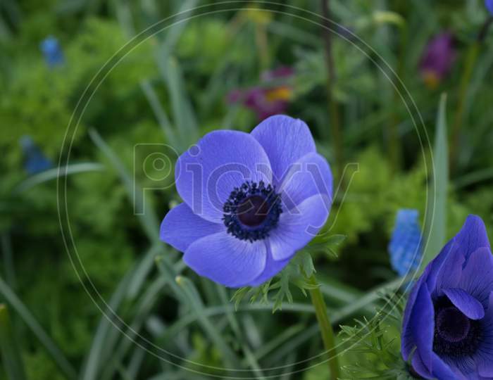Blue Tulip Flower In A Garden In Lisse, Netherlands, Europe