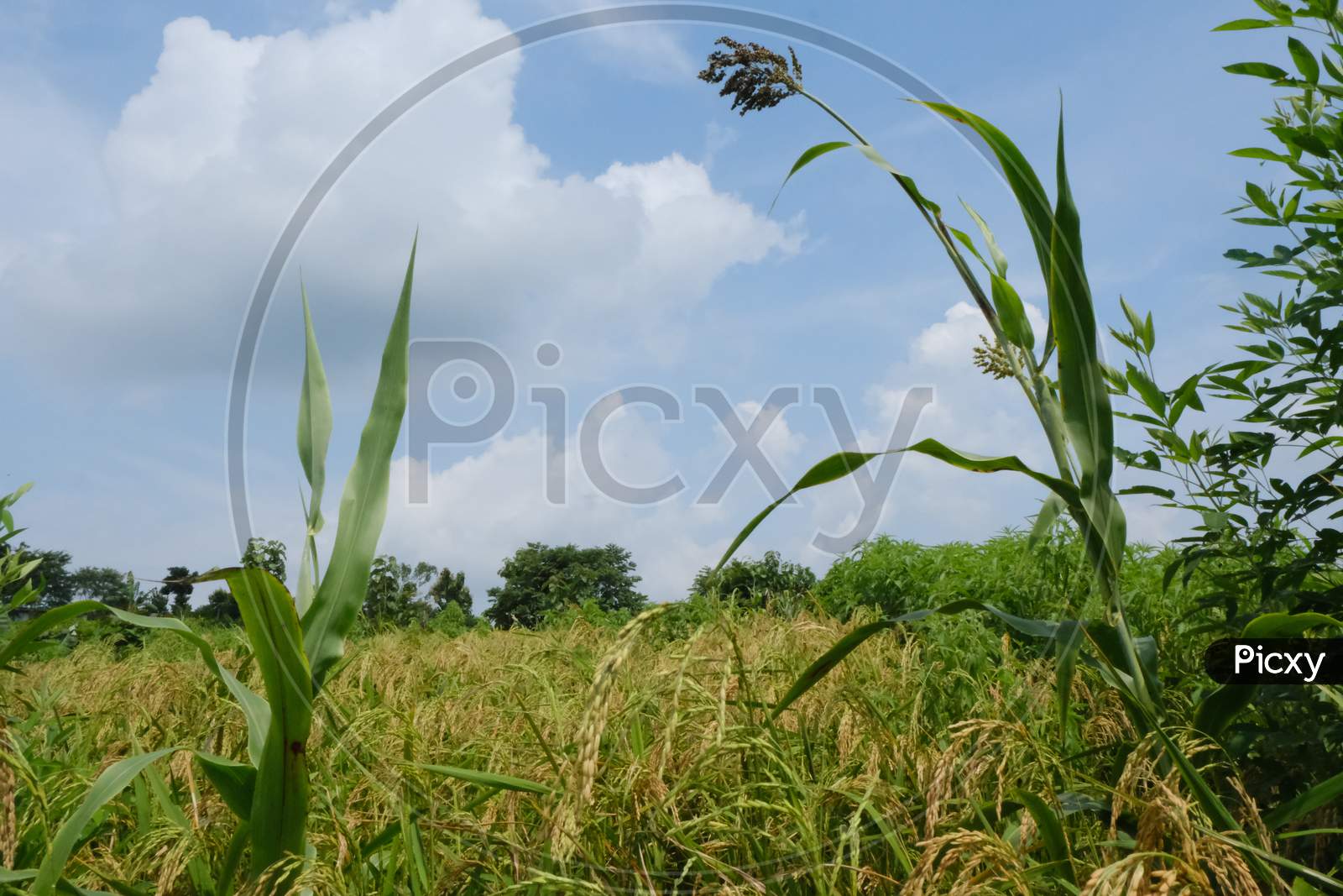 Tripura agriculture