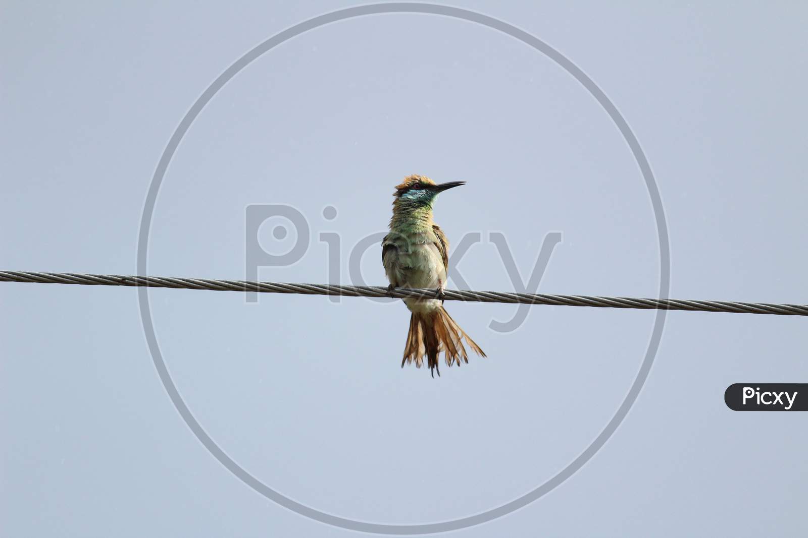 Indian Green Bee-Eater Sitting On The Electric Line. Indian Multicolor Bee-Eater Sitting On The Electric Line
