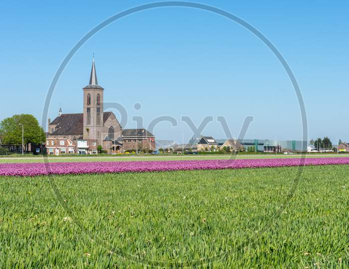 Lisse, Netherlands - 5 May 2018:  A Church Overlooking A Green Tulip Field