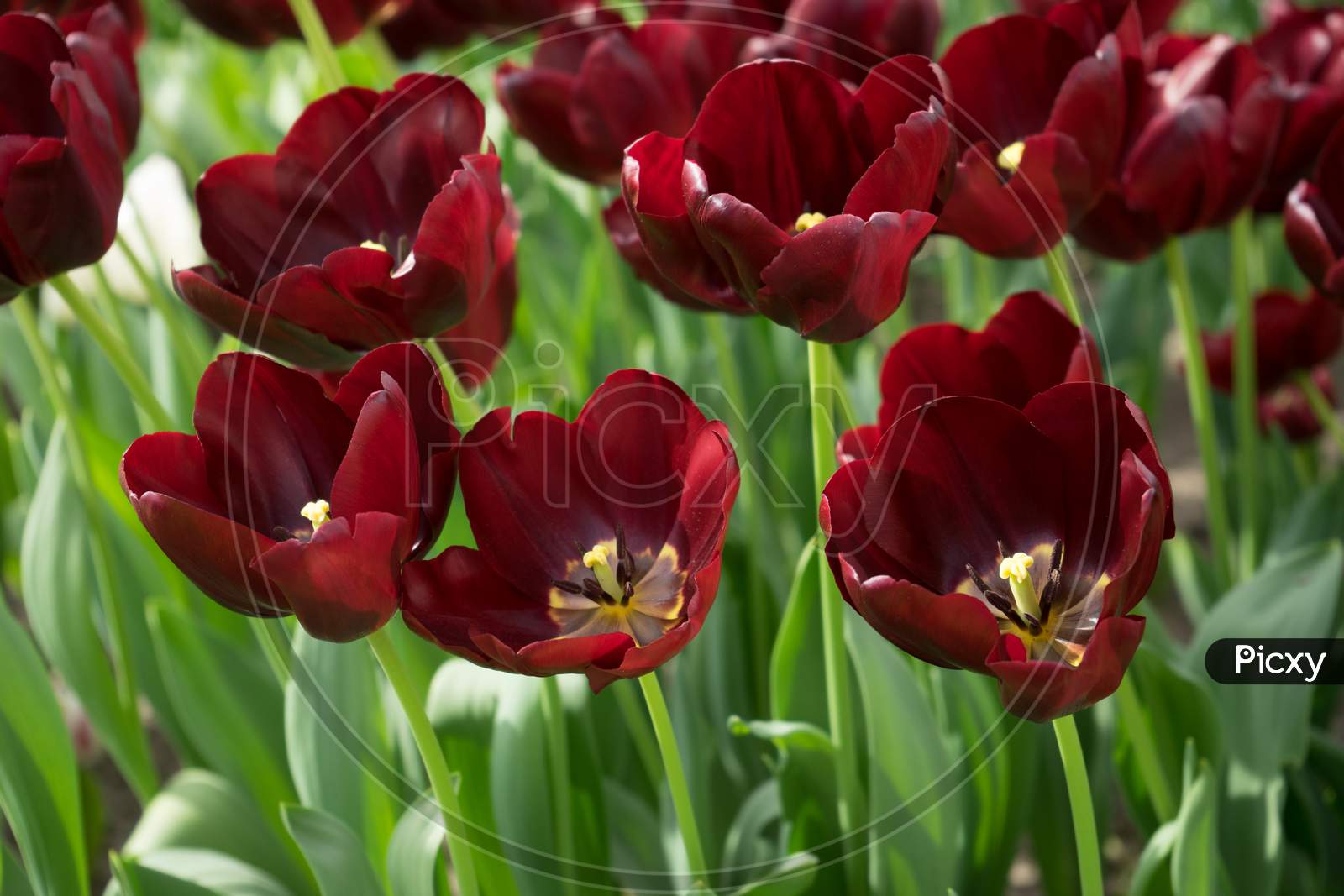 Dark Maroon Tulip Flowers In A Garden In Lisse, Netherlands, Europe